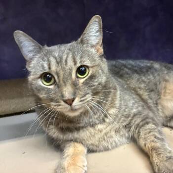 Domestic Short Hair Cats Available for Adoption in Austin, Texas - Gizmo | PetCurious