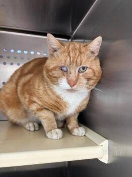Domestic Short Hair Cats Available for Adoption in Pendleton, Oregon - Fred | PetCurious