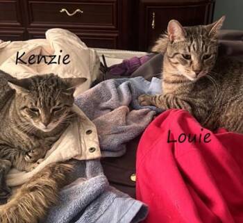 Domestic Short Hair Cats Available for Adoption in New York, New York - Louie | PetCurious