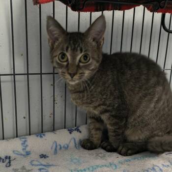 Hamburger (26-6533) -  Domestic Short Hair Cat for Adoption in Fort Smith, Arkansas - Hamburger (26-6533) | PetCurious