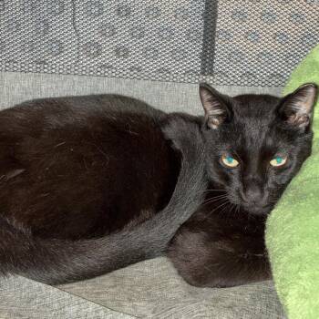 Nior -  Domestic Short Hair Cat Available for Adoption in Fort Lauderdale, Florida - Nior | PetCurious