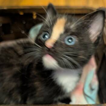 63194 Daisy -  Domestic Short Hair Cat for Adoption in Bend, Oregon - 63194 Daisy | PetCurious