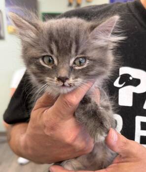 Sara -  Domestic Medium Hair Cat for Adoption in St. George, Utah - Sara | PetCurious
