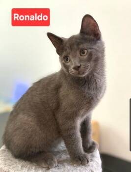 Ronaldo (siblings are Kova, Kane, Messi, Beckham & Haaland) -  Domestic Short Hair Cat for Adoption in Brighton, Michigan - Ronaldo (siblings Are Kova, Kane, Messi, Beckham & Haaland) | PetCurious