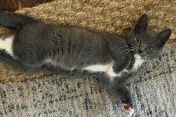 Russian Blue and Domestic Short Hair Cats Available for Adoption in Palo Alto, California - Tink | PetCurious