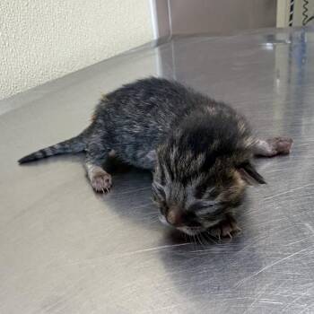 Jolts -  Domestic Short Hair Cat for Adoption in Clavet, Saskatchewan - Jolts | PetCurious