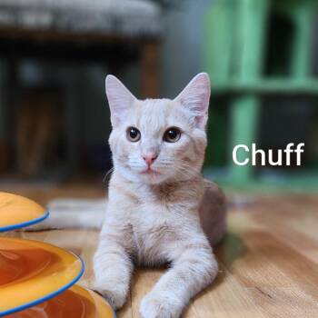Chuff -  Domestic Short Hair Cat for Adoption in Pullman, Washington - Chuff | PetCurious