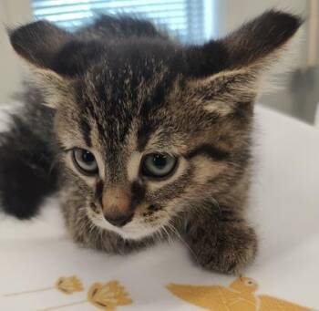 Domestic Short Hair Cats Available for Adoption in Lafayette, Indiana - Jet (blue Collar) | PetCurious