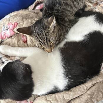 Ratatouille & Skittles -  Domestic Short Hair Cat for Adoption in Liverpool, Texas - Ratatouille & Skittles | PetCurious