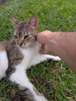 Mister -  Domestic Short Hair Cat for Adoption in Bvl, Florida - Mister | PetCurious