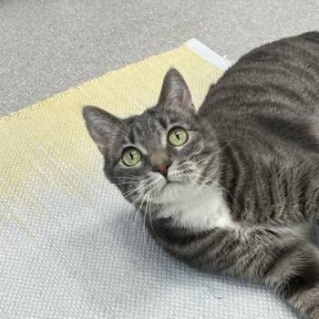 Domestic Short Hair Cats Available for Adoption in Murray, Utah - Violet | PetCurious