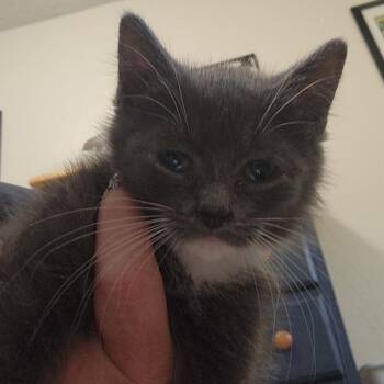 Chalupa -  Domestic Medium Hair Cat for Adoption in Talent, Oregon - Chalupa | PetCurious