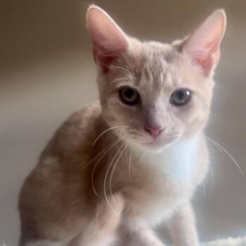 Captain -  Domestic Short Hair Cat for Adoption in Houston, Texas - Captain | PetCurious