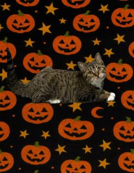 Rescue Domestic Short Hair Cats for Adoption in Jefferson, Iowa - Blossom | PetCurious