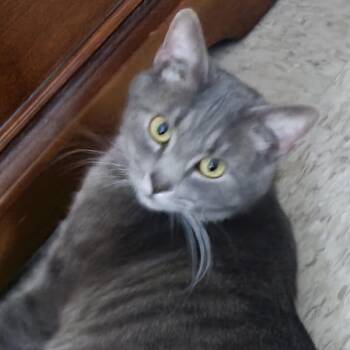 Domestic Short Hair Cats Available for Adoption in Melrose, Florida - Kuma | PetCurious