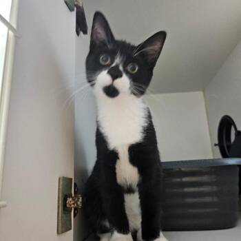 Peter -  Domestic Short Hair Cat for Adoption in Walden, New York - Peter | PetCurious