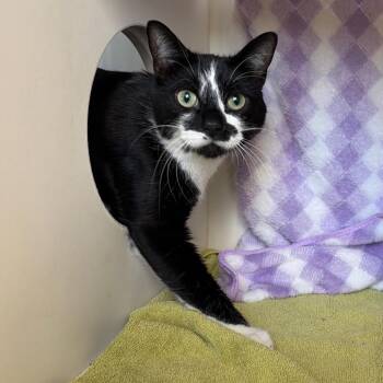 Clyde -  Domestic Short Hair Cat for Adoption in Council Bluffs, Iowa - Clyde | PetCurious