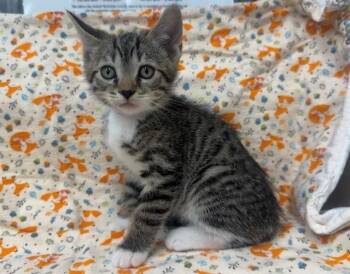 Domestic Short Hair Cats Available for Adoption in Moreno Valley, California - A551150 | PetCurious