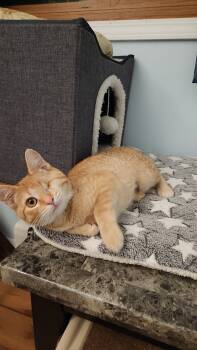 Rescue Domestic Short Hair and Tabby Cats for Adoption in Westfield, Wisconsin - Snickerdoodles | PetCurious