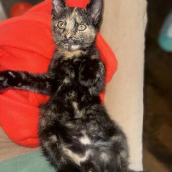 Ruth -  Domestic Short Hair Cat for Adoption in New York, New York - Ruth | PetCurious