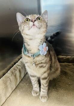 Luella Breeze -  Tabby and Domestic Short Hair Cat for Adoption in Seabrook, Texas - Luella Breeze | PetCurious