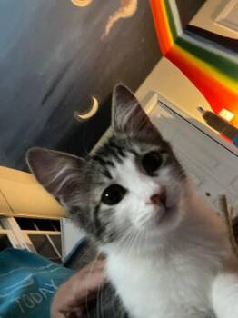 Pinkie Pie -  Domestic Medium Hair Cat for Adoption - Pinkie Pie | PetCurious