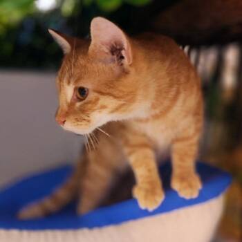 Abel -  Domestic Short Hair Cat for Adoption in Toms Brook, Virginia - Abel | PetCurious