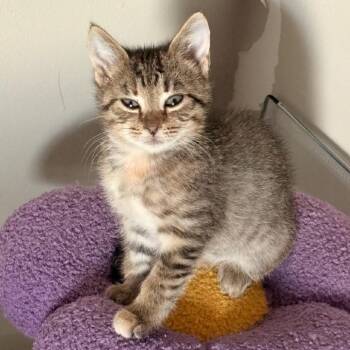 Rescue Domestic Short Hair Cats for Adoption in North Port, Florida - Gigi | PetCurious