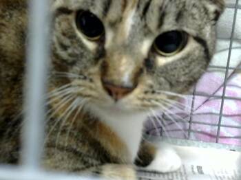 A185308 -  Domestic Short Hair Cat for Adoption in Pasadena, Texas - A185308 | PetCurious