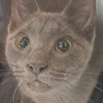 Gregory -  Russian Blue Cat for Adoption in Albert Lea, Minnesota - Gregory | PetCurious