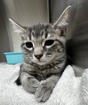 Kazzi -  Domestic Short Hair Cat for Adoption in Lake City, Arkansas - Kazzi | PetCurious