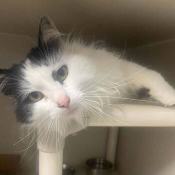 Domestic Long Hair Cats Available for Adoption in Fredericksburg, Virginia - Windcutter | PetCurious