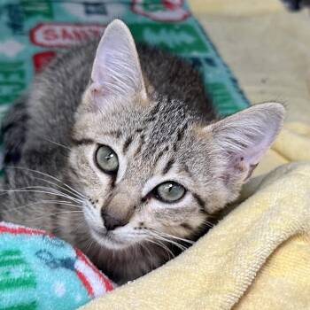 Thumper -  Domestic Short Hair Cat for Adoption in Austin, Texas - Thumper | PetCurious