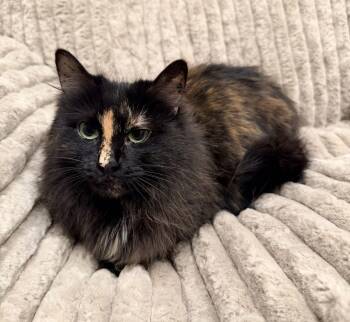 Domestic Medium Hair and Calico Cats Available for Adoption - Adeline | PetCurious