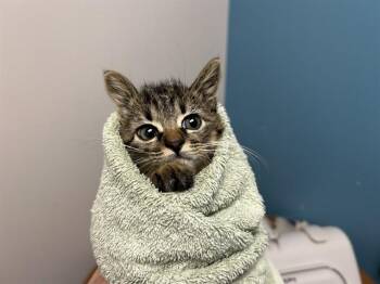 ROBERT -  Domestic Short Hair Cat for Adoption in Rowlett, Texas - ROBERT | PetCurious