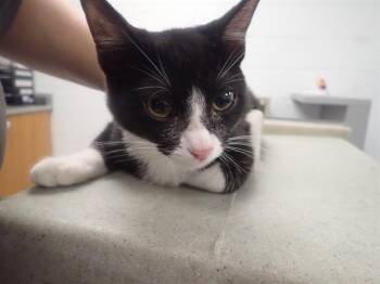 Domestic Short Hair Cats Available for Adoption - CLOVE | PetCurious