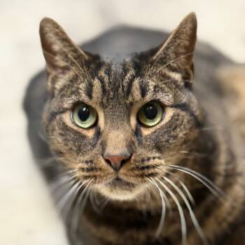 Rescue Domestic Short Hair Cats for Adoption - Mr. November | PetCurious