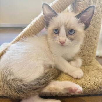 Fluttershy -  Domestic Medium Hair Cat for Adoption in Agoura Hills, California - Fluttershy | PetCurious