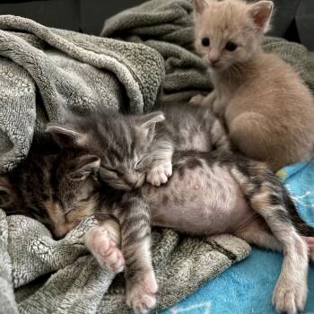 Domestic Short Hair Cats Available for Adoption in Richmond, California - BACON | PetCurious