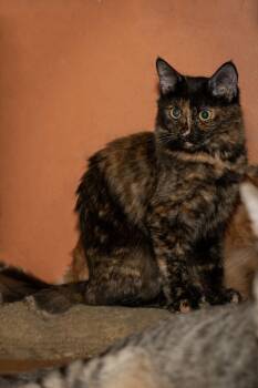 Rescue Tortoiseshell Cats for Adoption in Los Angeles, California - Tiara | PetCurious
