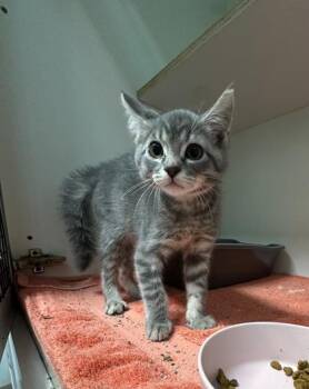 Domestic Short Hair Cats Available for Adoption in Palm Coast, Florida - Yukon | PetCurious