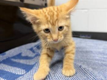 ZSA ZSA -  Domestic Short Hair Cat for Adoption in Ames, Iowa - ZSA ZSA | PetCurious