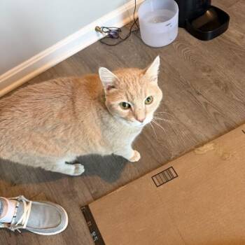 COURTESY POST - Waffles -  Domestic Short Hair Cat for Adoption in Queenstown, Maryland - COURTESY POST - Waffles | PetCurious