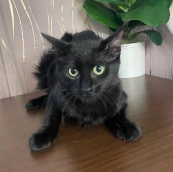Domestic Medium Hair Cats Available for Adoption - Fae | PetCurious