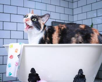 Angel -  Calico and Domestic Short Hair Cat for Adoption in Lucas, Texas - Angel | PetCurious