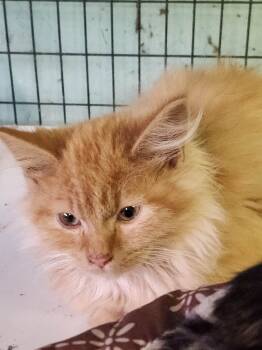 Rescue Domestic Long Hair Cats for Adoption in Crossville, Tennessee - Nipperkin | PetCurious