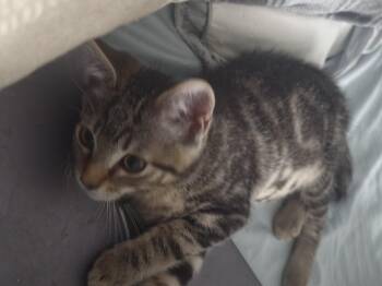 Rex -  Tabby Cat for Adoption in Lawrenceville, Georgia - Rex | PetCurious