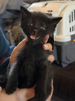 Domestic Short Hair Cats Available for Adoption in Poplar Grove, Illinois - Colin Bridgerton | PetCurious