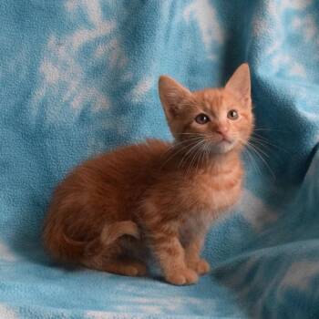 Bilbo (52889) -  Domestic Short Hair Cat for Adoption in Eureka, California - Bilbo (52889) | PetCurious