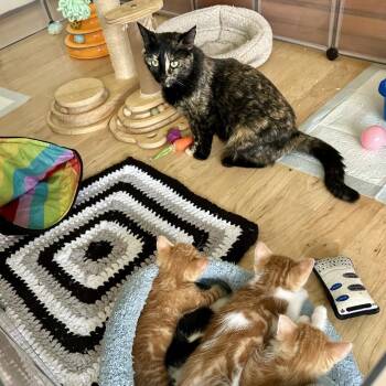 Domestic Short Hair Cats Available for Adoption in Huntsville, Alabama - Ginger | PetCurious